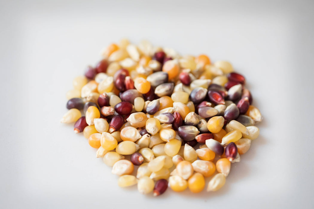 Amish Country | 2lb Bag of Rainbow Popcorn Kernels