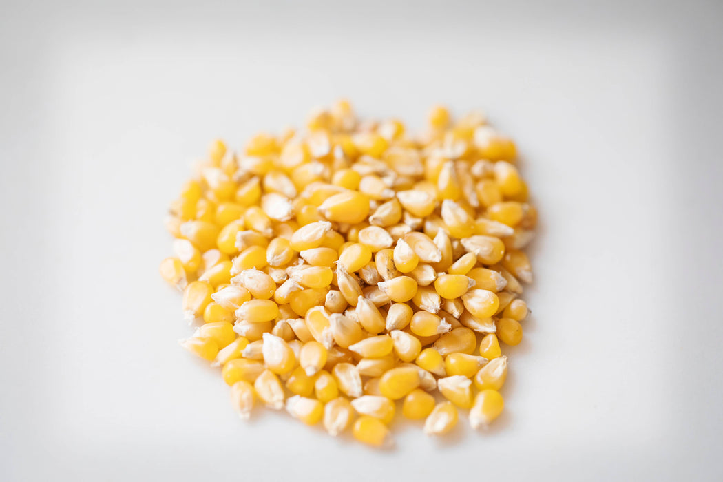 Amish Country | 2lb Bag of Ladyfinger Hulless Popcorn Kernels