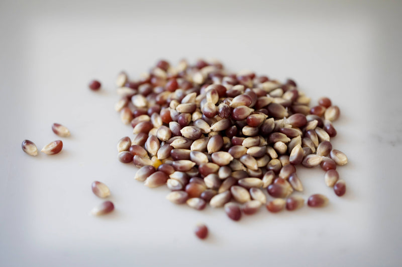 Amish Country | 2lb Bag of Purple Popcorn Kernels