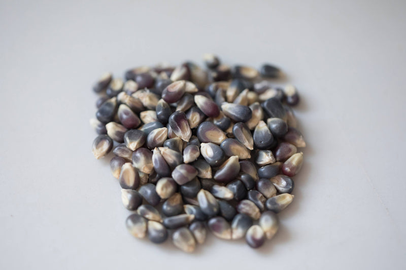 Amish Country | 2lb Bag of Midnight Blue Popcorn Kernels