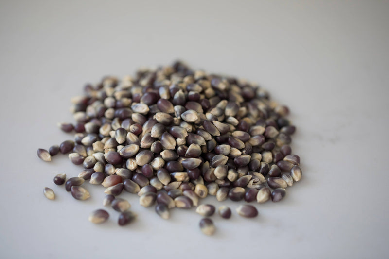 Amish Country | 2lb Bag of Blue Popcorn Kernels